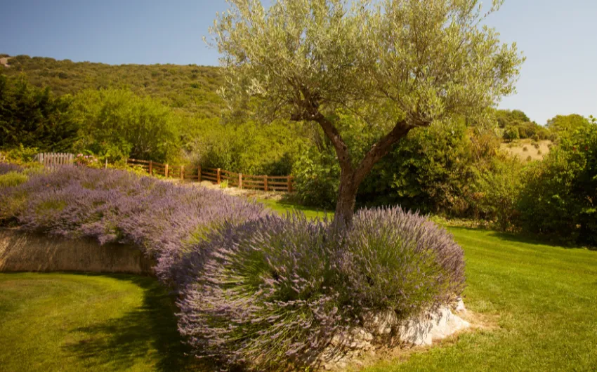 Jardin "Parfum du Sud"